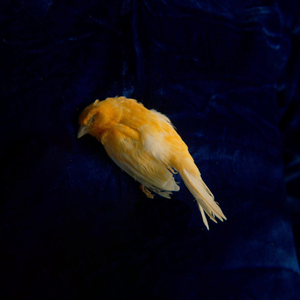 男女不雅视频软件
