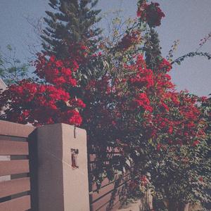 男女不雅视频软件
